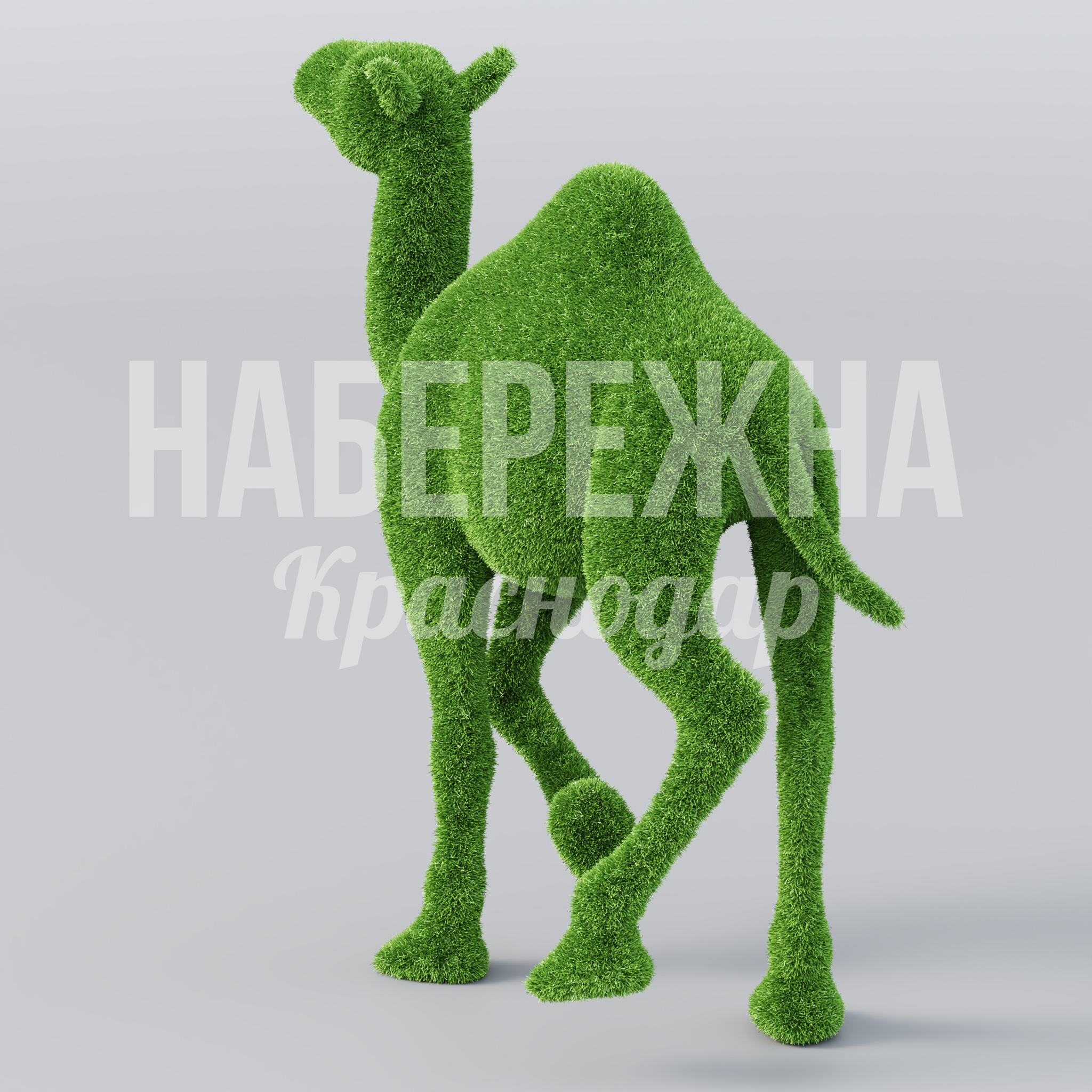 Верблюд Humni - фото 3