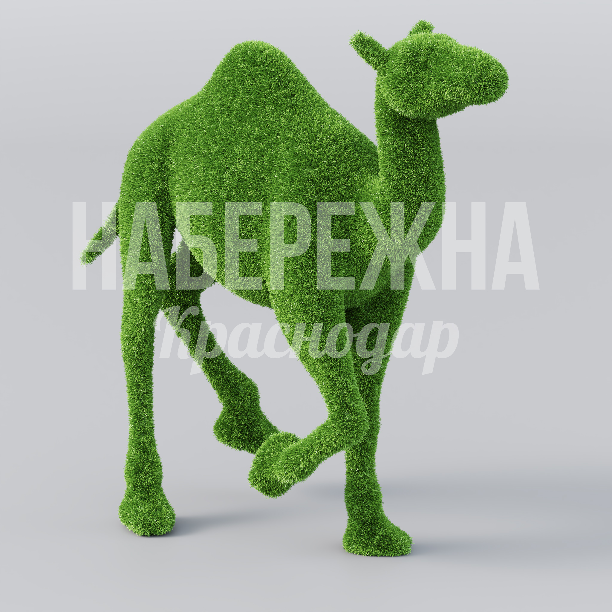 Верблюд Humni - фото 1