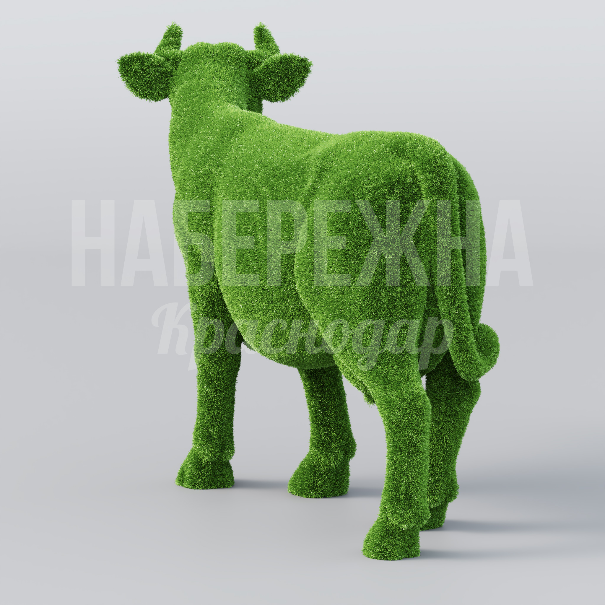 Корова Önpu - фото 3