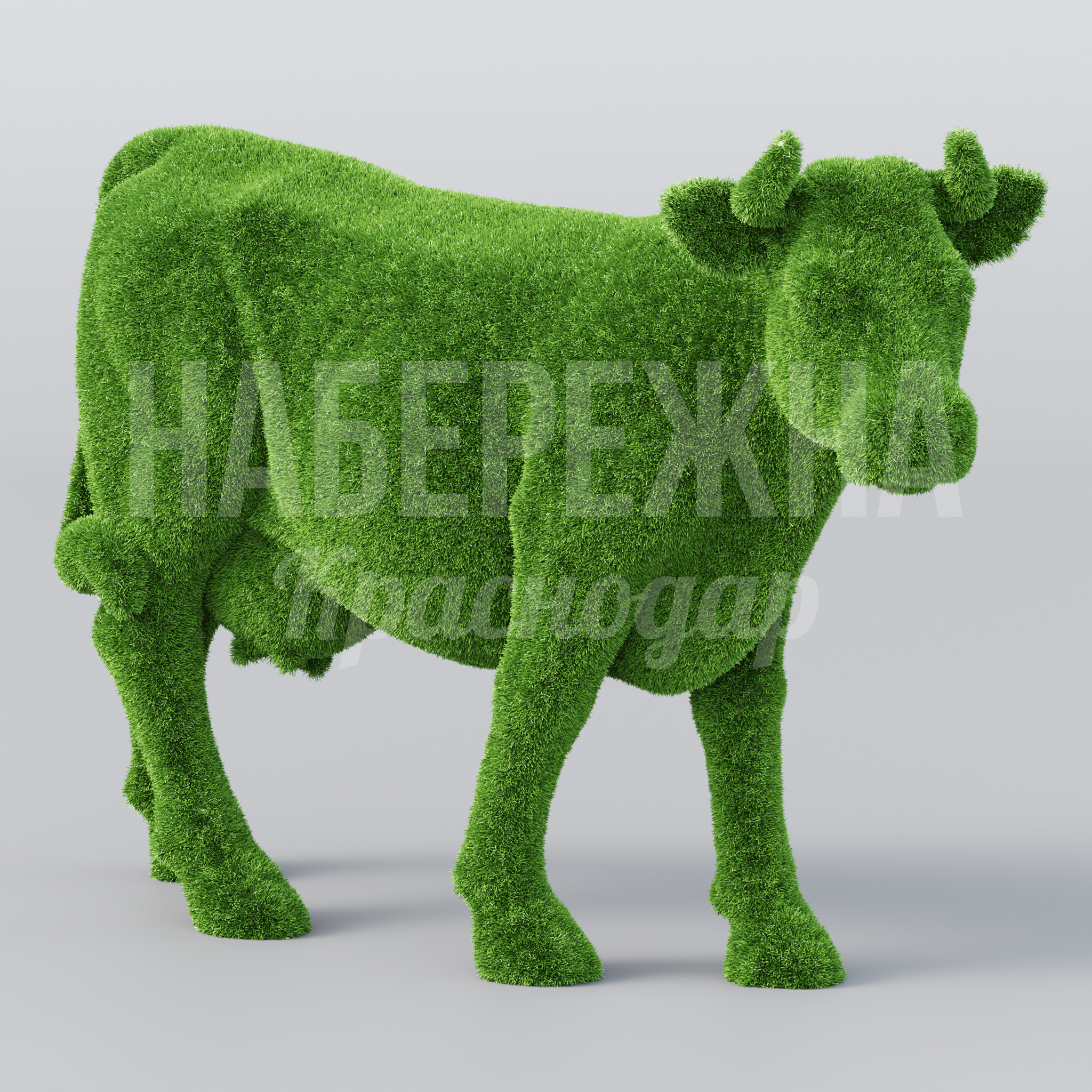 Корова Önpu - фото 1